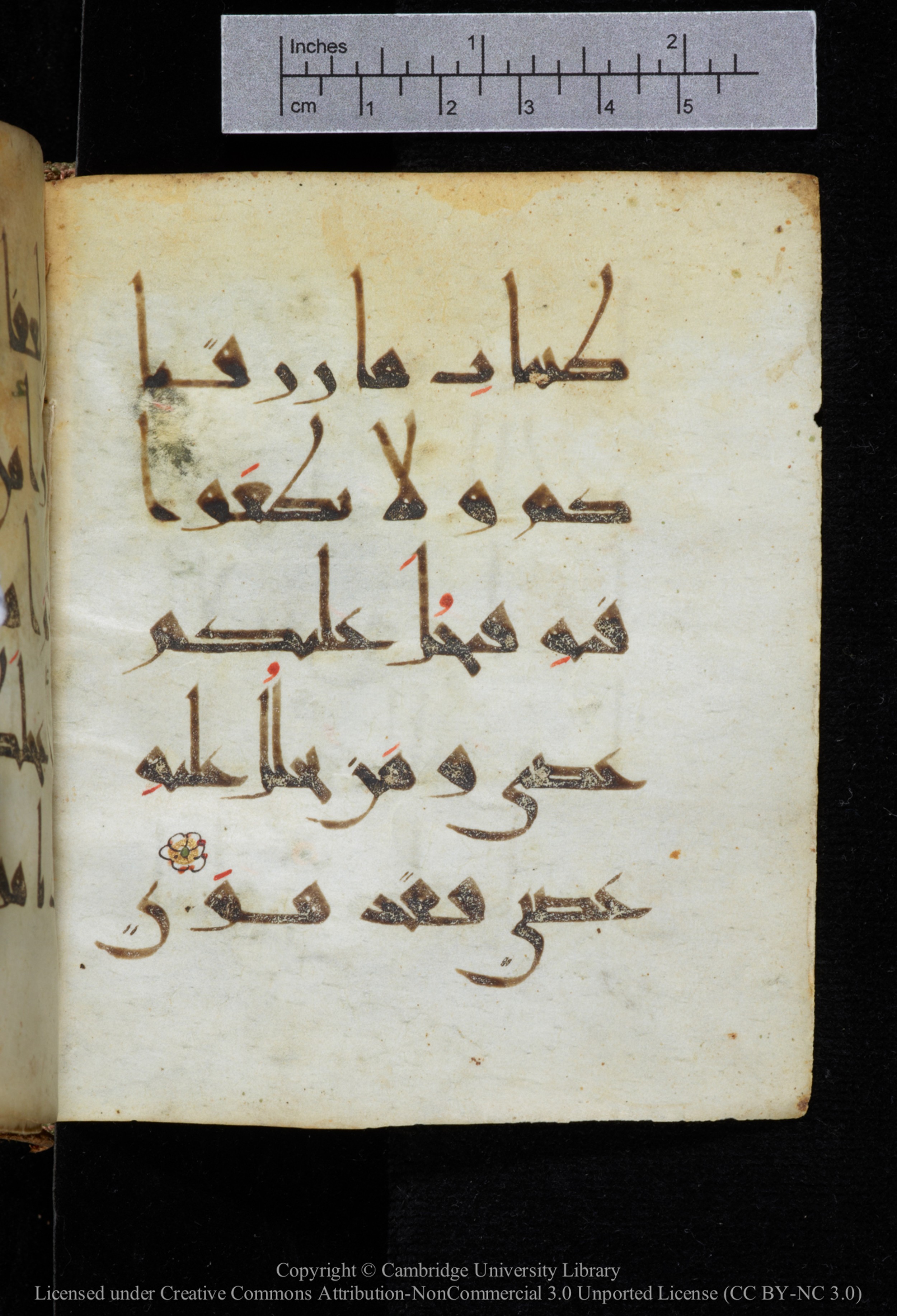 Cambridge, Cambridge University Library, MS Add.2964 (Scan 2), in New Style I script, showing Surah 20:81 from 10th to 11th Century AD found in Unknown, currently housed at Cambridge University Library, Cambridge