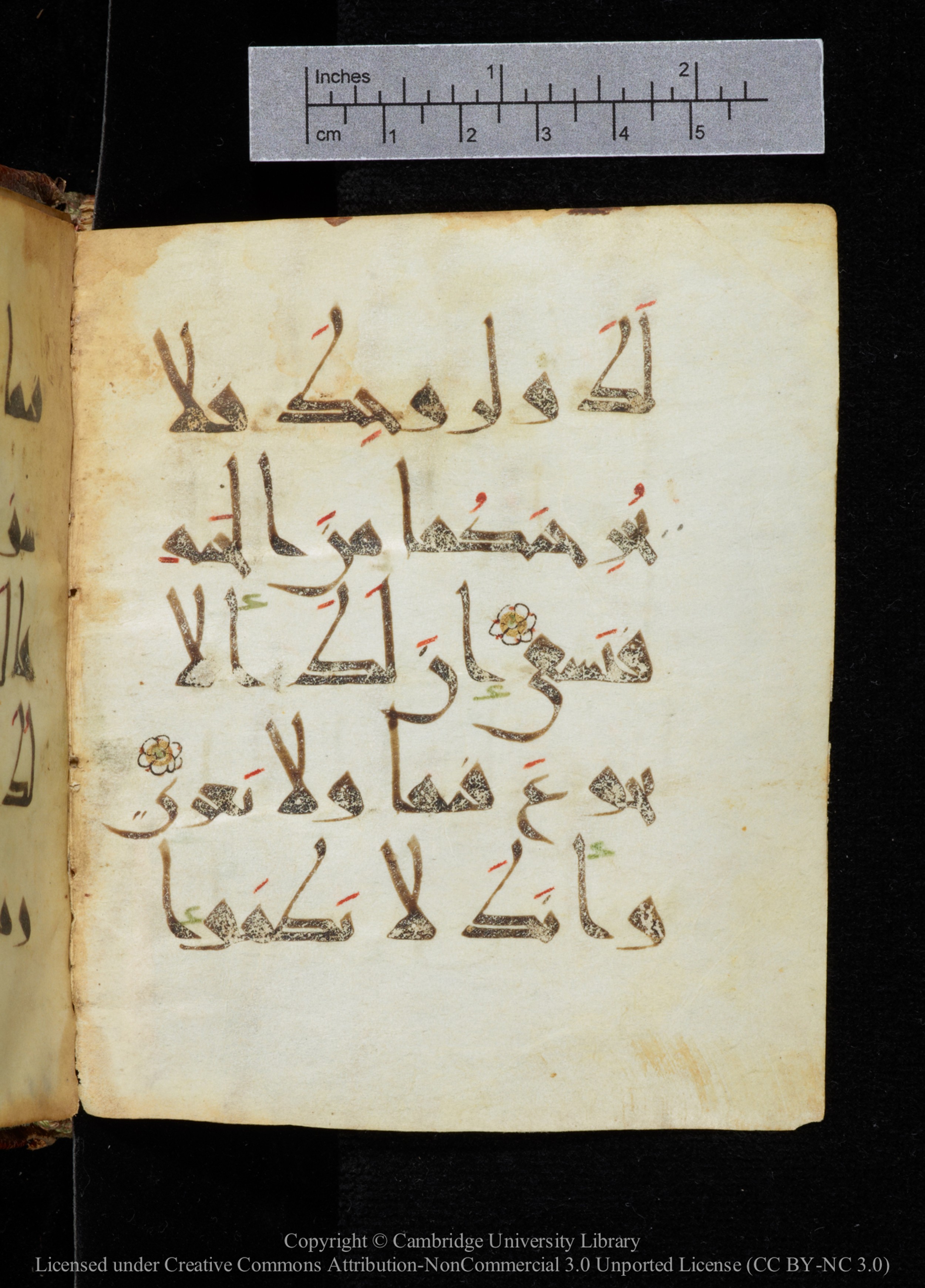 Cambridge, Cambridge University Library, MS Add.2964 (Scan 2), in New Style I script, showing Surah 20:117 from 10th to 11th Century AD found in Unknown, currently housed at Cambridge University Library, Cambridge