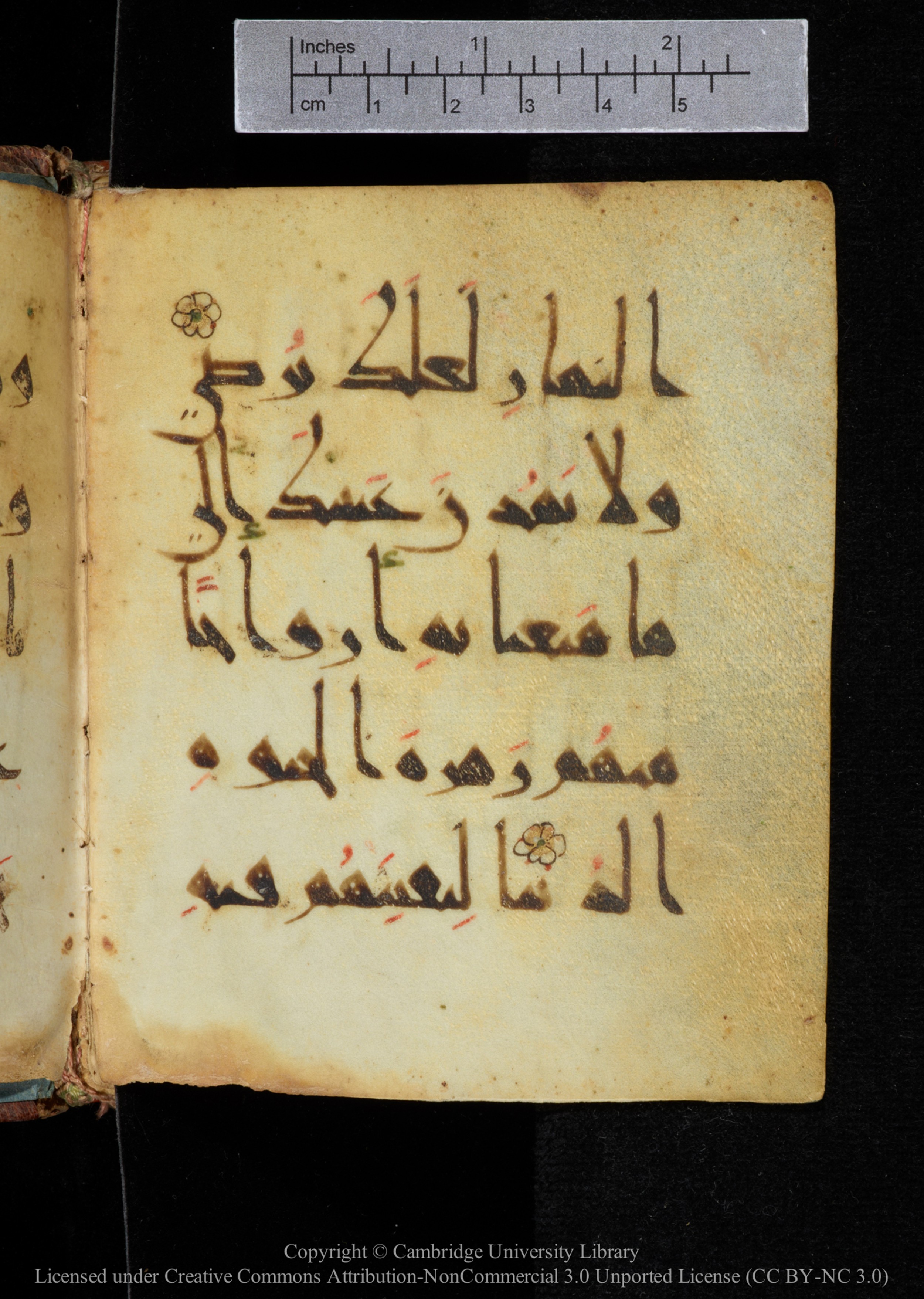 Cambridge, Cambridge University Library, MS Add.2964 (Scan 1), in New Style I script, showing Surah 20:131 from 10th to 11th Century AD found in Unknown, currently housed at Cambridge University Library, Cambridge