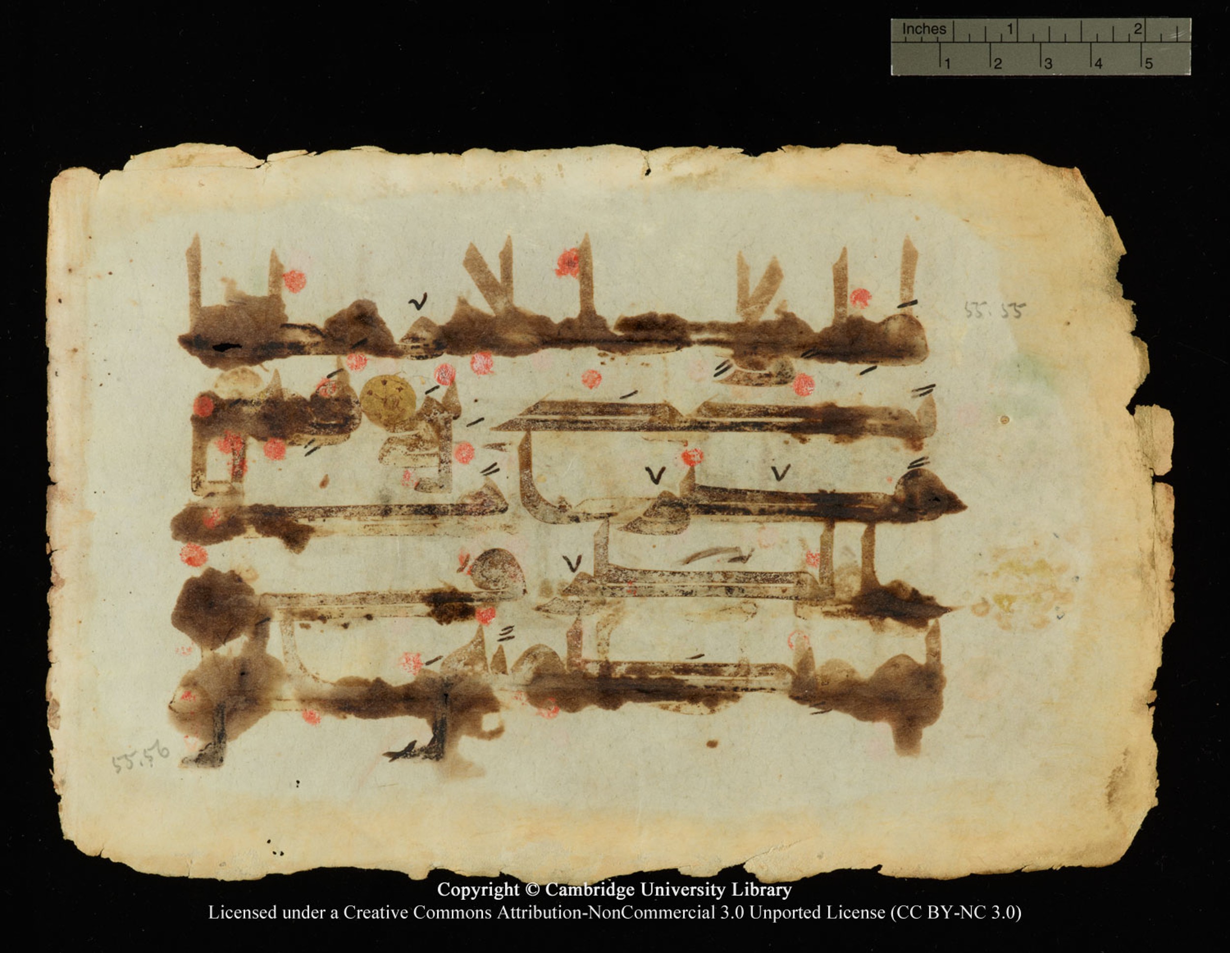 Cambridge, Cambridge University Library, MS Or.770 (Scan 1), in Kūfī D.III script, showing Surah 55:56 from 9th Century AD found in Unknown, currently housed at Cambridge University Library, Cambridge