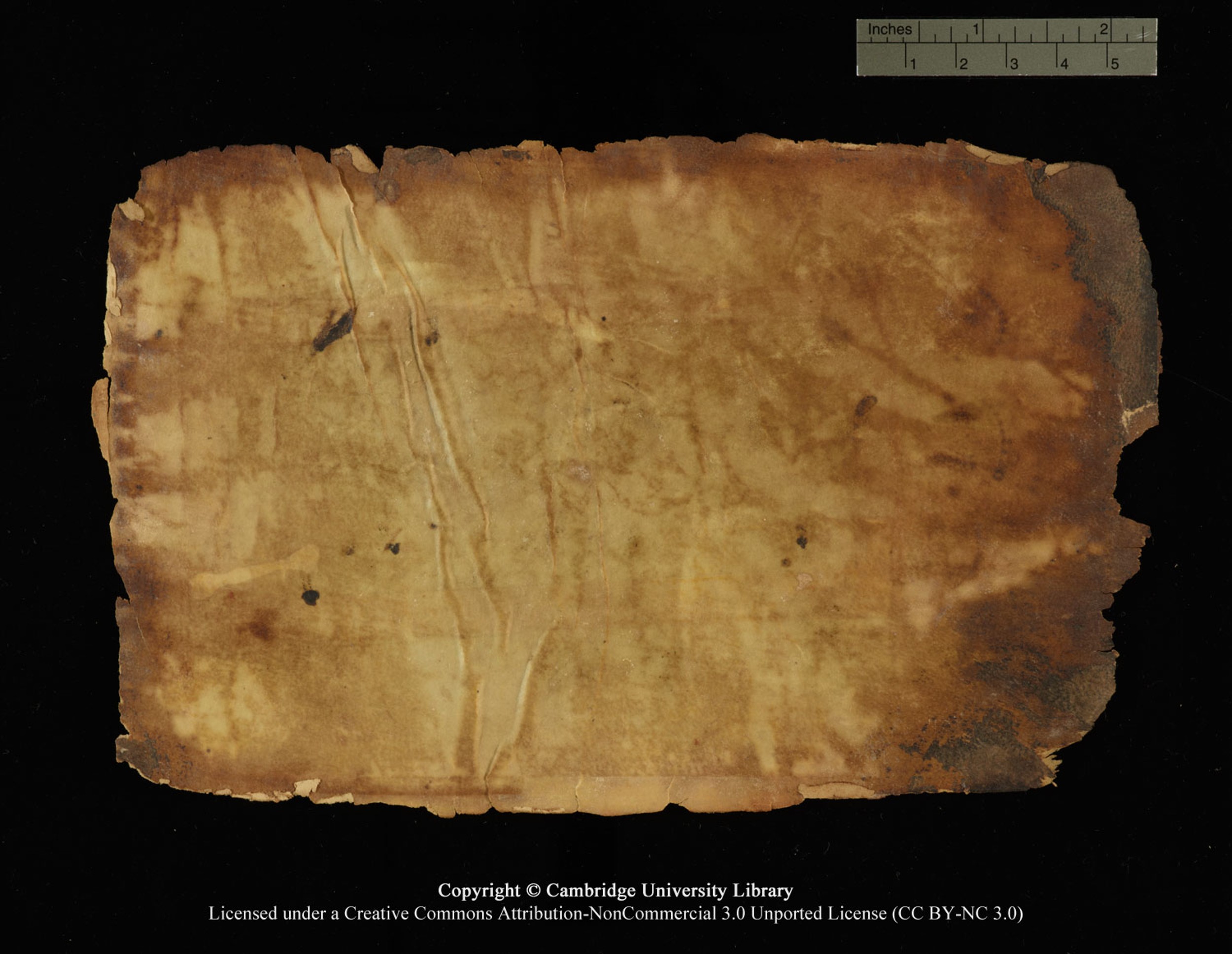 Cambridge, Cambridge University Library, MS Or.770 (Scan 3), in Kūfī D.III script, showing Surah 55:56 from 9th Century AD found in Unknown, currently housed at Cambridge University Library, Cambridge
