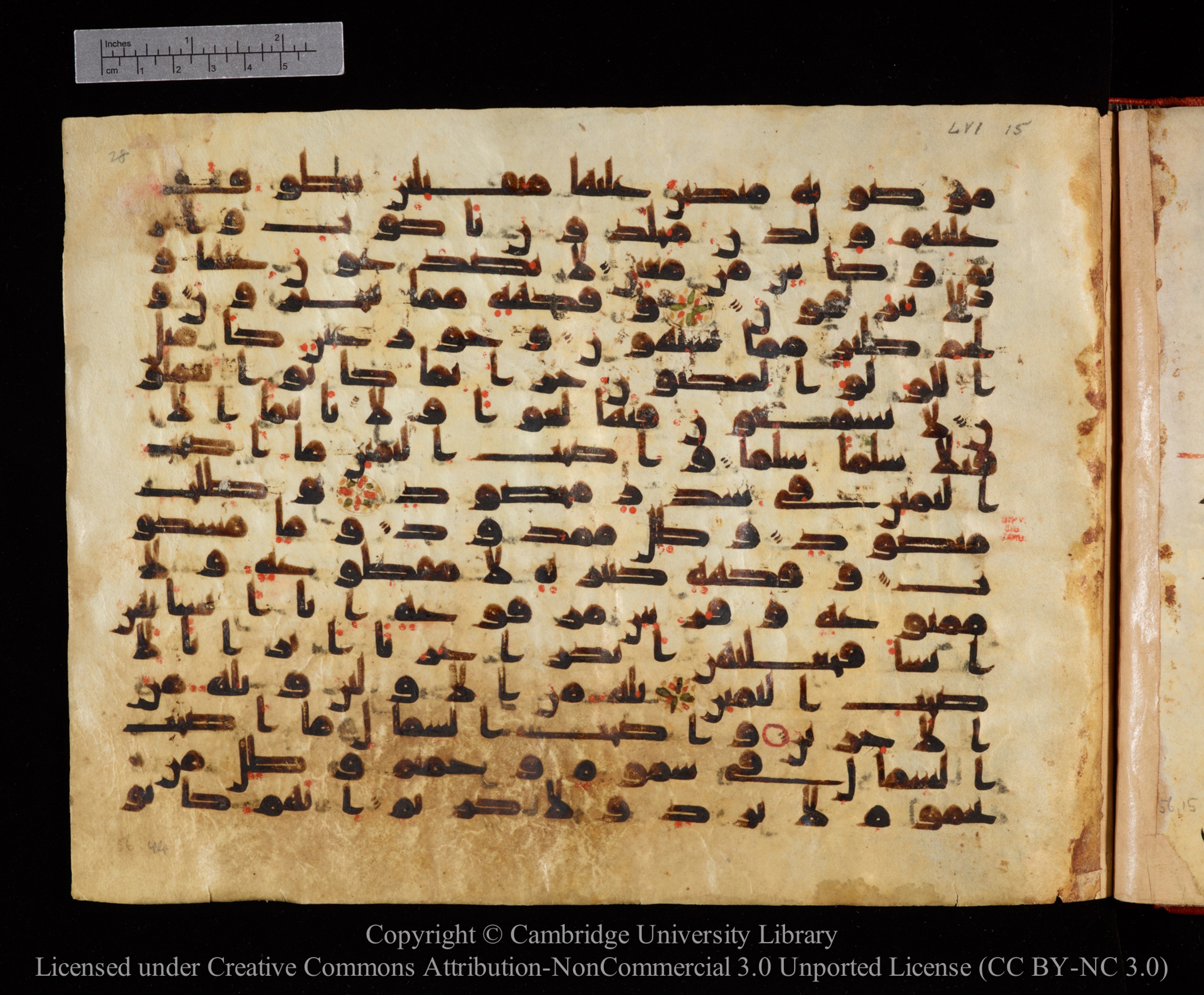 Cambridge University Library MS Or.771, in kūfī D.I script, showing Surah 56:21 from 10th to 11th Century AD found in Unknown, currently housed at Cambridge University Library, Cambridge, UK