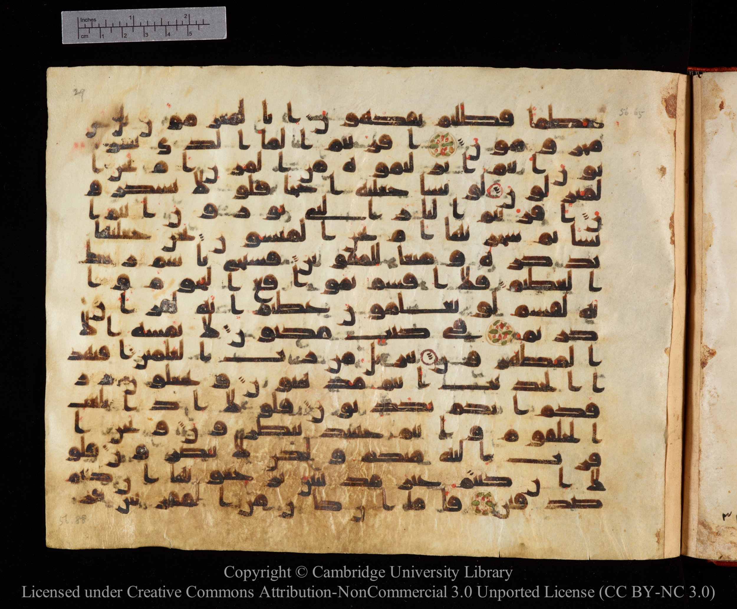 Cambridge University Library MS Or.771, in kūfī D.I script, showing Surah 56:76 from 10th to 11th Century AD found in Unknown, currently housed at Cambridge University Library, Cambridge, UK
